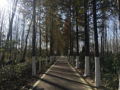 -合肥滨湖国家森林公园