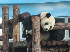 -大连森林动物园