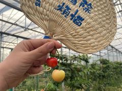 -菊园百果园