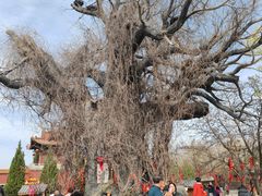 -大槐树寻根祭祖园