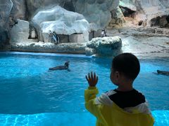 -帝企鹅自助餐厅•儿童岛•真企鹅(长隆企鹅酒店)