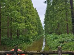 -黄海国家森林公园