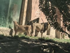 -新疆天山野生动物园