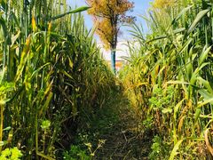 -前小桔亲子创意农场·草莓采摘·露营烧烤