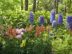 -上海共青森林公园