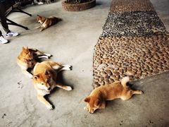-柴犬高等学院·狗咖·柴犬售卖·宠物训练