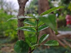 -广州神农草堂中医药博物馆