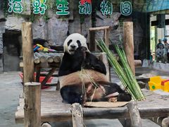 -栾川竹海野生动物园