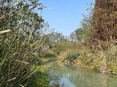 -桤木河湿地公园