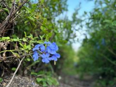 -广州市流溪河国家森林公园