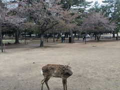 -奈良公园