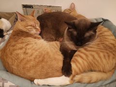 -Cappucimeow猫咪咖啡馆(韦伯时代店)