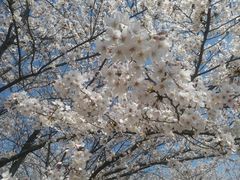 -高东镇樱花园