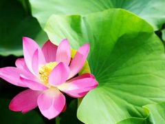 -荷塘月色湿地公园·向阳花洲
