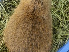 -怪兽屋·羊驼·猫咖·狗咖(俊华广场店)