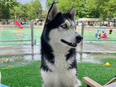 -宠乐会宠物乐园