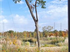 -上海长兴岛郊野公园