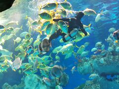 -芜湖新华联大白鲸海洋公园