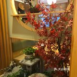 一口可乐一口烤肉