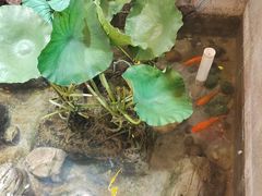-灶东家民间菜(回兴店)
