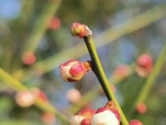 -艾溪湖湿地公园