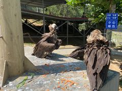 -西霞口神雕山野生动物世界