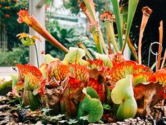 -上海辰山植物园