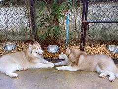 -TrueLove @ Neverland (Husky Cafe)