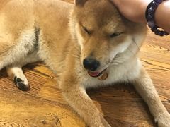 -柴务处·柴犬主题狗咖