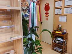-猫十亿·布偶金渐层·曼基康矮脚猫舍(青年路店)