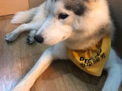 -Husky Go! 哈士奇体验馆·宠物咖啡厅狗咖