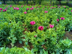 -国家植物园南园