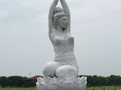 -荷塘月色湿地公园·向阳花洲