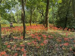 -杭州植物园