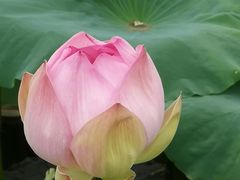 -荷塘月色湿地公园·向阳花洲