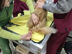 -瑞鹏宠物医院·宠保定点·心脏科·内科(御桥分院)