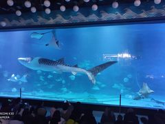 -烟台海昌鲸鲨海洋公园