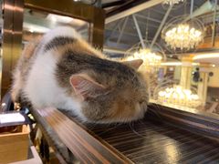 -more than meow吴止猫主题餐厅(承德 中船汇店)