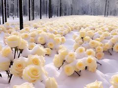 -刘昌兴菜馆(金轮第一城店)