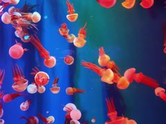 -成都浩海立方海洋公园