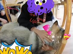 苹果-Husky Go! 哈士奇体验馆·宠物咖啡厅狗咖