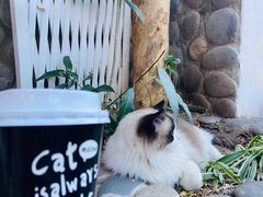 -喵屿·大理花园猫咖