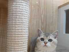 -山宅一喵德文卷毛猫舍