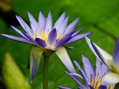 -国家植物园南园