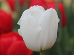 -上海鲜花港