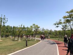 -上海长兴岛郊野公园