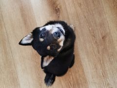 -柴犬小屋·柴餐厅·狗咖食堂(金鼎广场店)