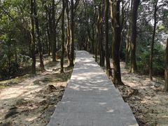 -火炉山森林公园