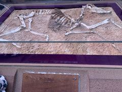 -陕西自然博物馆