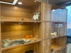 -猫十亿·布偶金渐层·曼基康矮脚猫舍(青年路店)